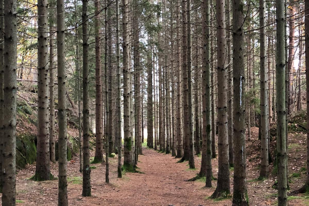 sti i skog - 3-2.jpg